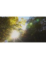 منظره گرم جنگل پاییزی با نور خورشید | نمای طبیعت - Image 2