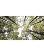 نمای چرخشی جنگل در کارولینای شمالی | درختان بلند جنگل - Image 4