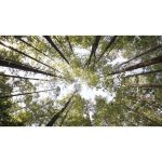 نمای چرخشی جنگل در کارولینای شمالی | درختان بلند جنگل