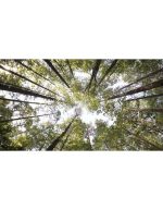 نمای چرخشی جنگل در کارولینای شمالی | درختان بلند جنگل