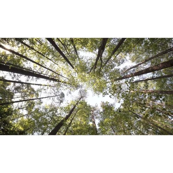 نمای چرخشی جنگل در کارولینای شمالی | درختان بلند جنگل