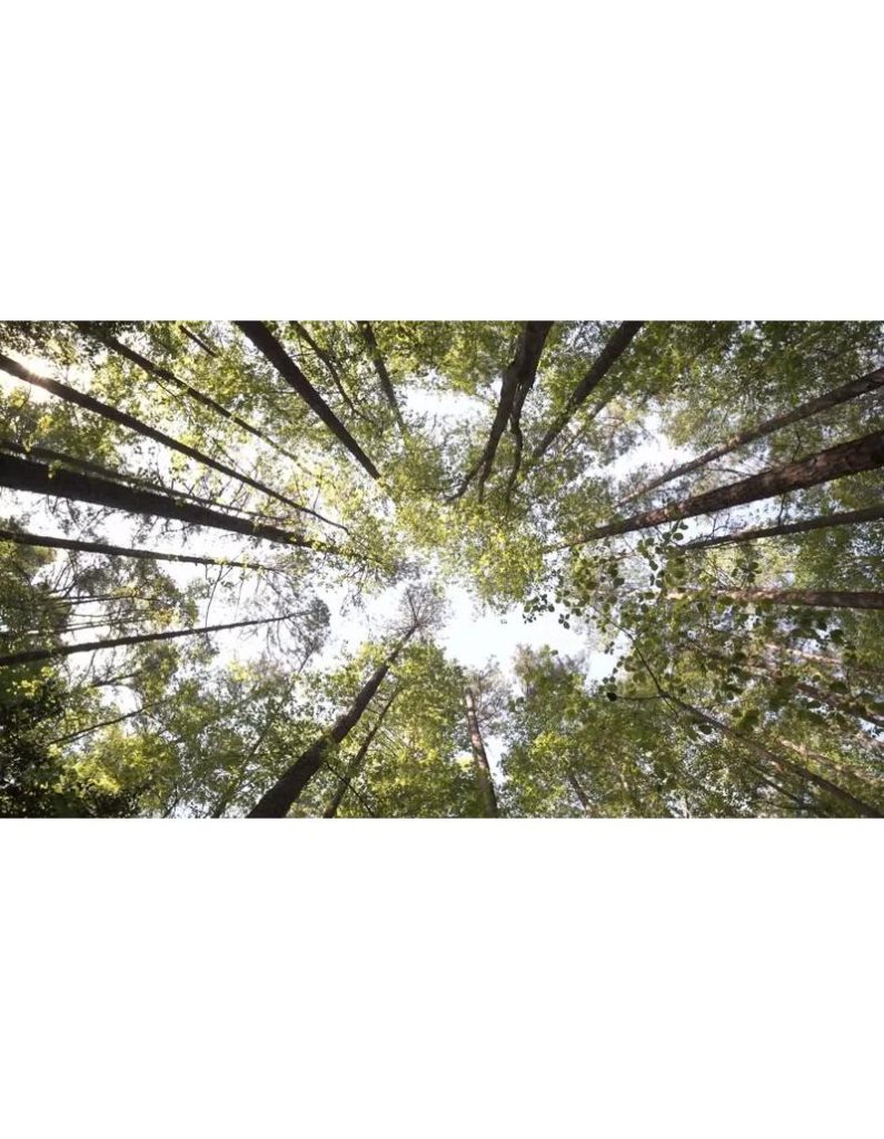 نمای چرخشی جنگل در کارولینای شمالی | درختان بلند جنگل