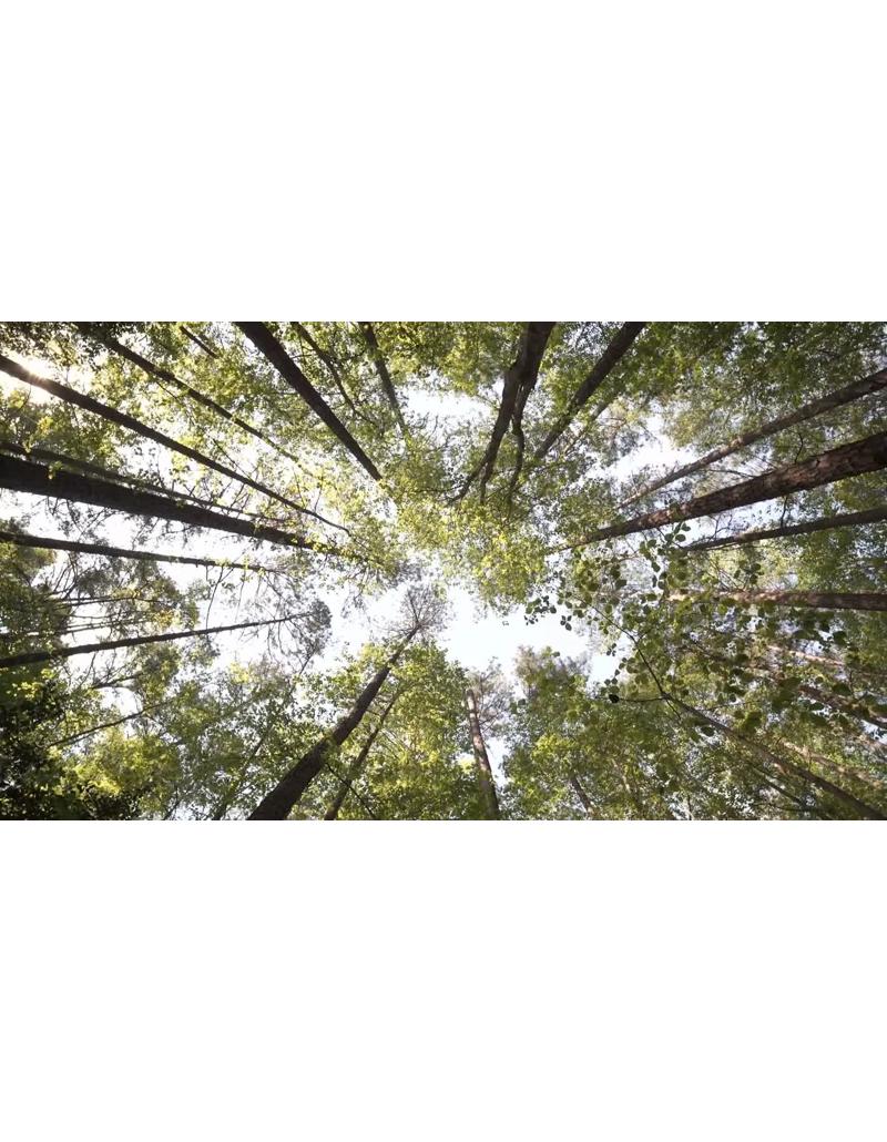 138-A_Beautiful_View_53 نمای چرخشی جنگل در کارولینای شمالی | درختان بلند جنگل35_2 نمای چرخشی جنگل در کارولینای شمالی | درختان بلند جنگل