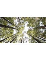 نمای چرخشی جنگل در کارولینای شمالی | درختان بلند جنگل - Image 2