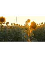 مزرعه آفتابگردان با غروب درخشان | ویدیو استوک از گل افتاب گردان - Image 4