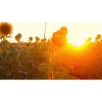 مزرعه آفتابگردان با غروب درخشان | ویدیو استوک از گل افتاب گردان