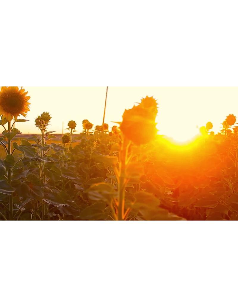 مزرعه آفتابگردان با غروب درخشان | ویدیو استوک از گل افتاب گردان مزرعه آفتابگردان با غروب درخشان | ویدیو استوک از گل افتاب گردان