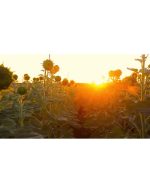 مزرعه آفتابگردان با غروب درخشان | ویدیو استوک از گل افتاب گردان - Image 2