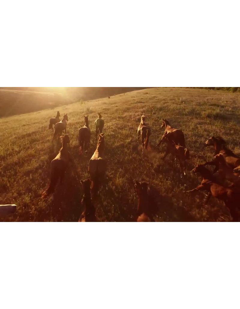 ویدیو استوک اسب در حال دفع فضولات به صورت معکوس - تصویر ۲