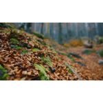 ویدیوی استوک از جنگل برگ‌های پاییزی در منظره‌ای از درختان کاج - حرکت آهسته