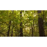 ویدیو استوک مناظر آرام جنگل در پاییز