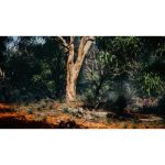 ویدیو استوک نمایی درخت اوکالیپتوس - نمای بسته درخت اوکالیپتوس