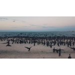 ویدیو استوک پرندگان در حال مهاجرت از نمای هوایی