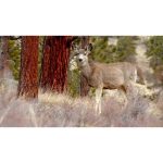 ویدیو استوک گوزن بچه در حال چرا در جنگل