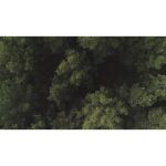 ویدیو استوک نمای هوایی زیبا از یک جنگل سبز