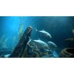 ویدیو استوک ملاقات نزدیک با نهنگ گوژپشت