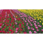 ویدیو استوک از شکوفه‌های زیبای گل لاله قرمز، زرد و نارنجی در پارک گردشگری محلی