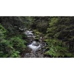 ویدیو استوک از رودخانه cascaded در جنگل