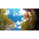 ویدیو استوک صحنه رانندگی در جاده‌های پاییزی کارولینای شمالی