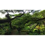 ویدیو استوک پرواز پهپاد بر فراز درختان باشکوه باغ سرون مارتینیک