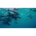 ویدیو استوک دلفین‌های زیبا در زیر آب