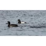 ویدیو استوک جوجه‌اردک‌ها در استخر کوچکی زیباث