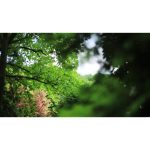 ویدیو استوک از جنگل درختان سبز در باغ گیاه شناسی