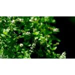 ویدیو استوک از زنبورها در حال پرواز و فعالیت