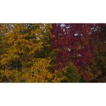 ویدیو استوک درختان و رنگ‌های پاییزی طبیعی