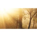 ویدیو استوک از جنگل لچ در نور و سایه صبحگاهی