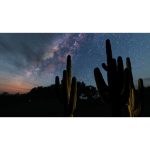 ویدیو استوک از کاکتوس‌ها و ستاره‌های کهکشان راه شیری