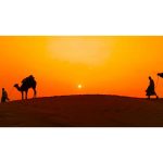 ویدیو استوک نجات شتر از میان درخت