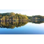 ویدیو استوک از تصاویر هوایی جنگل با کیفیت بالا