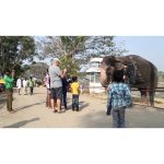 ویدیو استوک نزدیک از فیل بزرگ و قدیمی