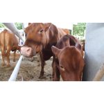 ویدیو استوک گاوها در یک مزرعه دامداری