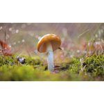 ویدیو استوک عبور از آب‌های سرد برای یافتن قارچ‌های خاص