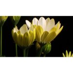 ویدیو استوک زمان‌سنجی شکوفه‌های زرد در طبیعت