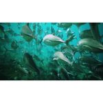 ویدیو استوک دنیای زیر آب با ماهی‌های منحصر به فرد