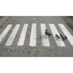 جوجه اردک و مادرش - ویدیو استوک جوجه اردک