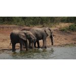 ویدیو استوک فیل در پارک ملی موله