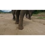 ویدیو استوک نزدیک از یک فیل در حیات وحش