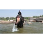 ویدیو استوک فیل‌ها در حال پاشیدن گل و لای به گردشگران