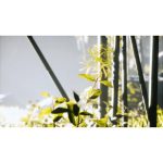 ویدیو استوک جنگل بامبو آسیایی در نور آفتاب