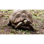 ویدیو استوک لاک‌پشت نقطه‌دار در طبیعت