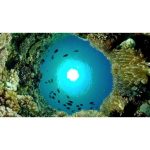 ویدیو استوک زندگی دریایی در دنیای زیر آب