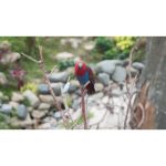 ویدیو استوک طوطی رنگارنگ در باغ گرمسیری