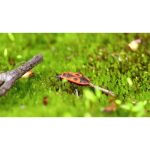 ویدیو استوک حشره آتشین Pyrrhocoris apterus در طبیعت