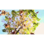 ویدیو استوک رنگ‌های پاییزی در طبیعت