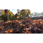 ویدیو استوک برگ‌های پاییزی در حال سقوط با حرکات آهسته