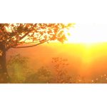 ویدیو استوک غروب پاییزی با درخت در حالت آهسته